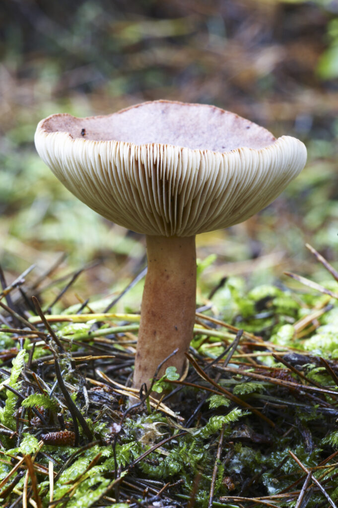 England, Northumberland, Northumberland National Park. Autumn shot of un-identified fungi / mushroom / toad stool in the Forestry Commission woodlands of Thrunton Woods.