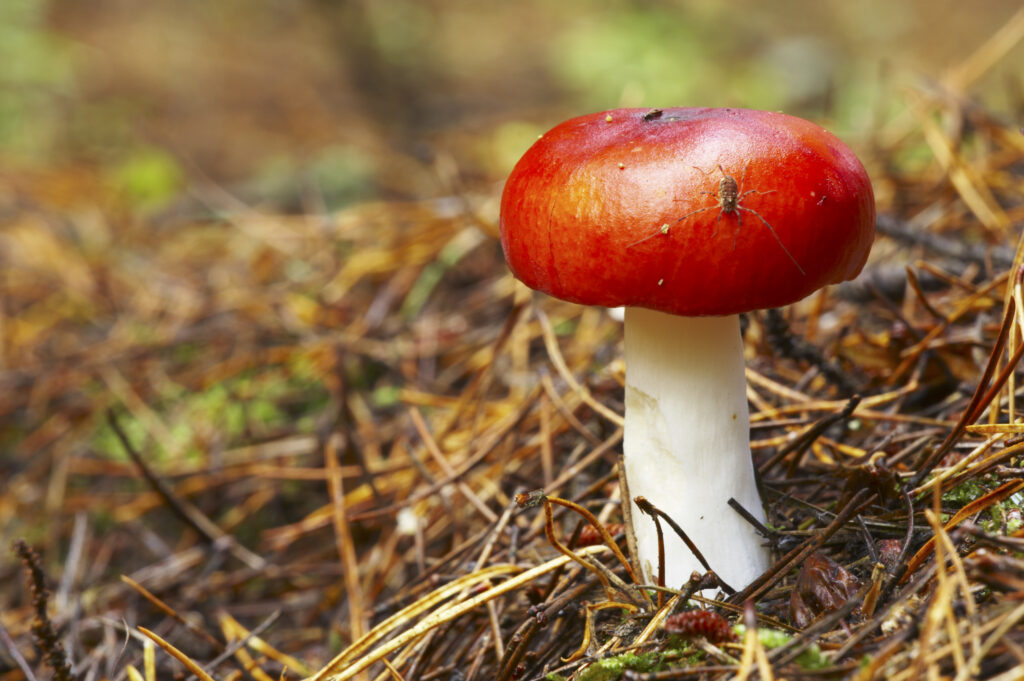 England, Northumberland, Northumberland National Park. Autumn shot of a Fly Agaric toadstool in the Forestry Commission woodlands of Thrunton Woods. (Amanita Muscaria)