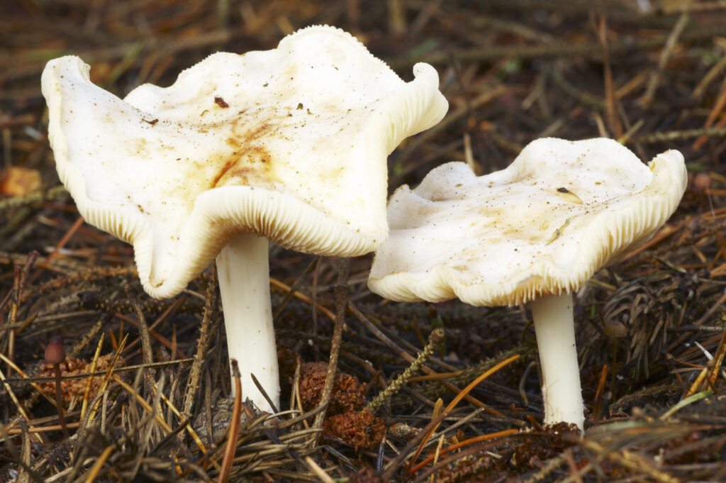 England, Northumberland, Northumberland National Park. Autumn shot of un-identified fungi / mushroom / toad stool in the Forestry Commission woodlands of Thrunton Woods.