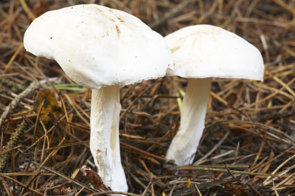 England, Northumberland, Northumberland National Park. Autumn shot of un-identified fungi / mushroom / toad stool in the Forestry Commission woodlands of Thrunton Woods.