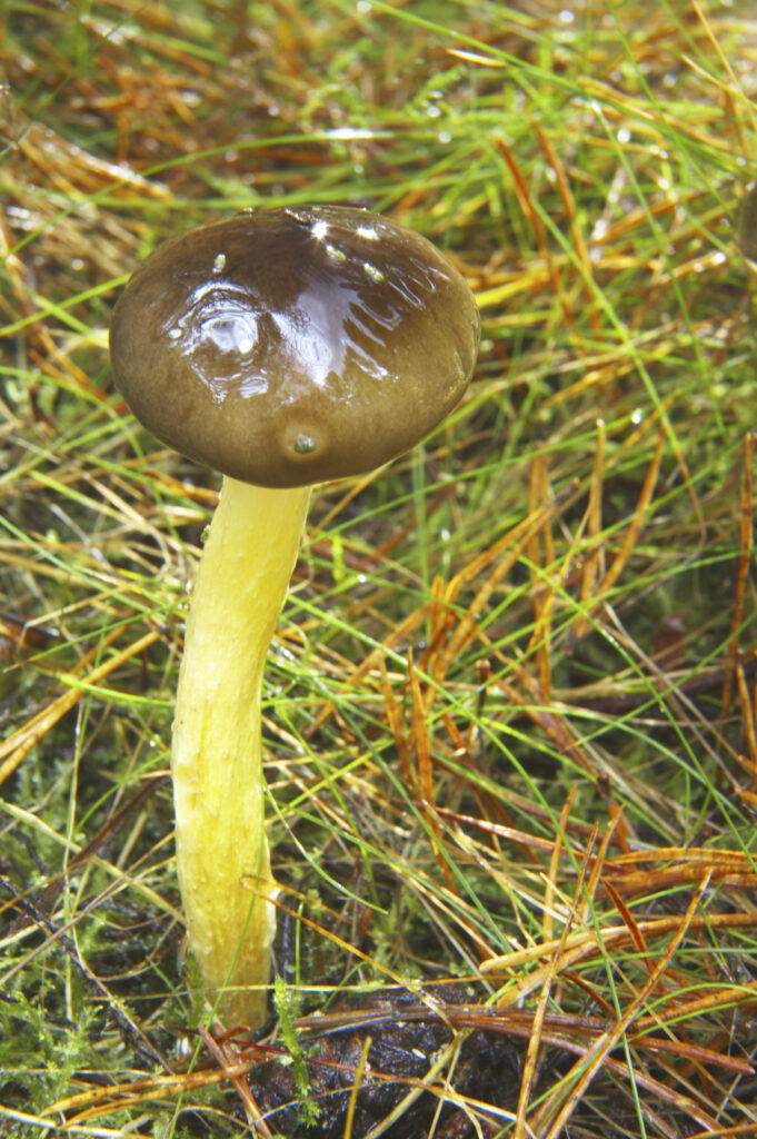 England, Northumberland, Northumberland National Park. Autumn shot of un-identified fungi / mushroom / toad stool in the Forestry Commission woodlands of Thrunton Woods.