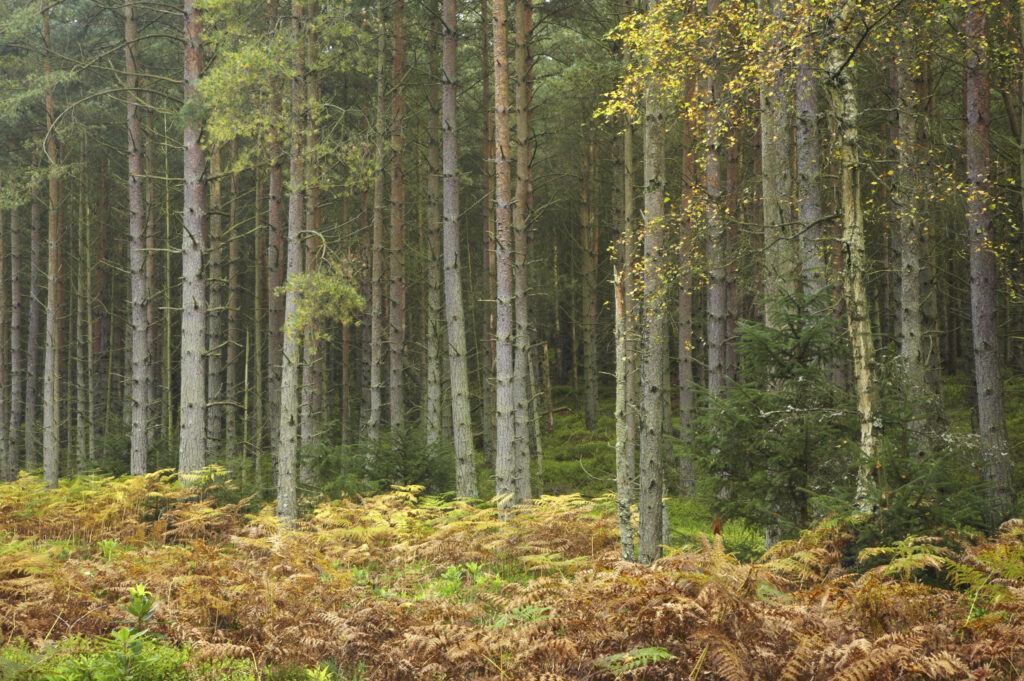 England, Northumberland, Northumberland National Park. An autumnal view of the Forestry Commission woodlands of Thrunton Woods.