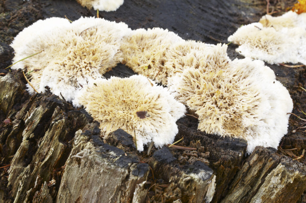 England, Northumberland, Northumberland National Park. Autumn shot of un-identified fungi / mushroom / toad stool in the Forestry Commission woodlands of Thrunton Woods.