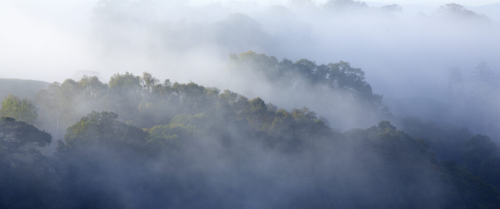 Scotland, Scottish Borders, Melrose. Autumn mists clear from woodland above the River Tweed, viewed from the famous viewpoint of Scott's View near Newton St Boswells.