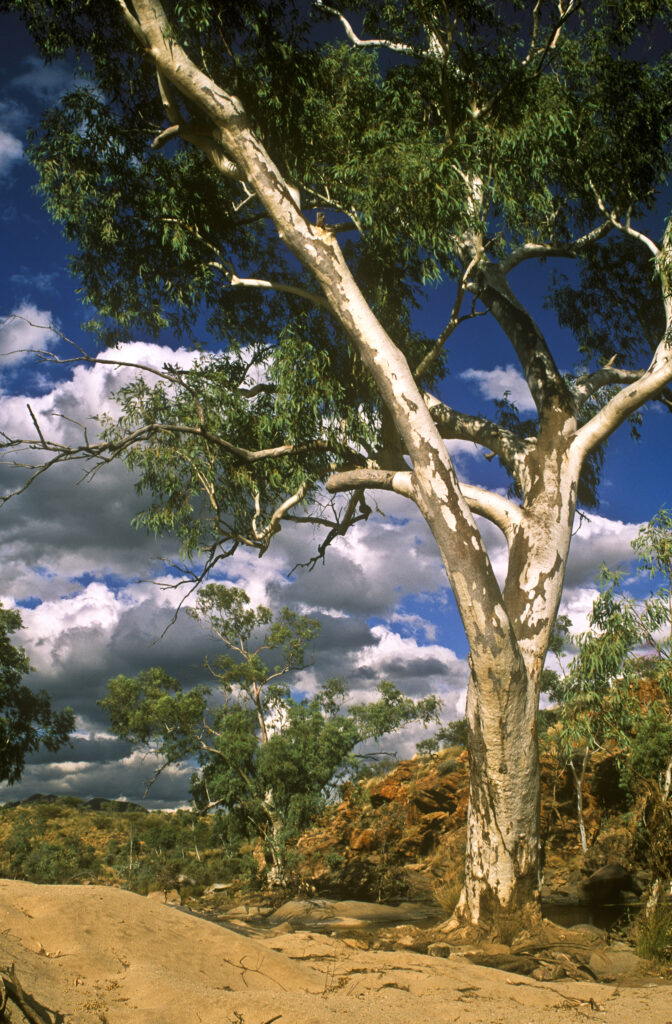 AUSTRALIA, Northern Territory, West Macdonnell National Park. Gum tree with surrounding native bush and impending storm clouds