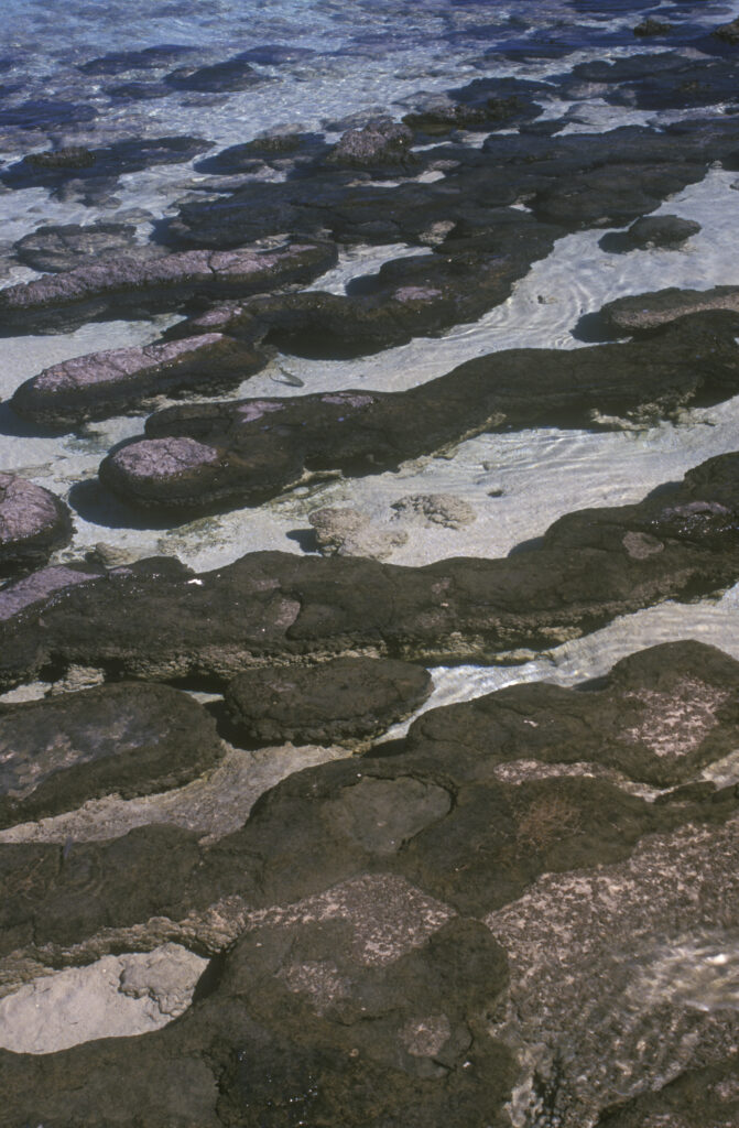 AUSTRALIA, Western Australia, Hamelin Pool. The most accessible Stromatolites in the world found at Shark Bay World Heritige