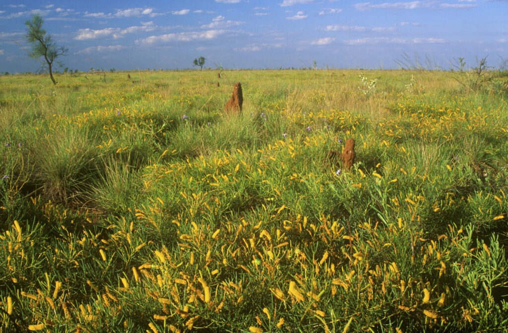 AUSTRALIA, Western Australia, The Kimberlys. A colourful display of wild flowers in the expanse of outback