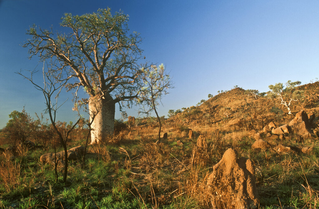 AUSTRALIA, Western Australia, The Kimberlys. Evening light illuminates a lonely Boab Tree and surrounding termite mounds