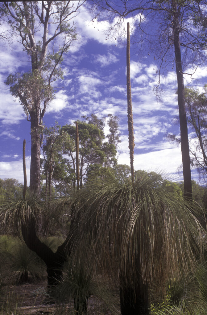 AUSTRALIA, Western Australia, Yalgorup National Park. A group of grass trees, good examples of the native flora to be found in the park.