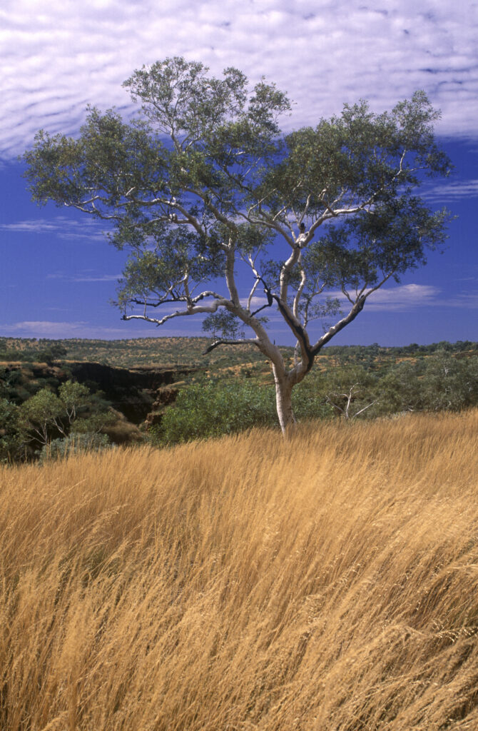 AUSTRALIA, Western Australia, Karajini National Park. A lonely gum tree, located by Oxers lookout in the Hamersley Range.
