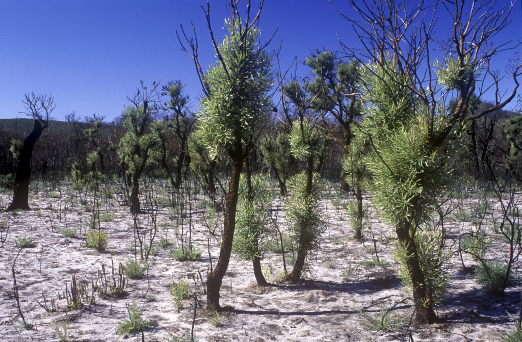 AUSTRALIA, Western Australia, Stirling Range National Park. Rejuvenating flora on native bush trees, in an area rampaged by recent bush fires.