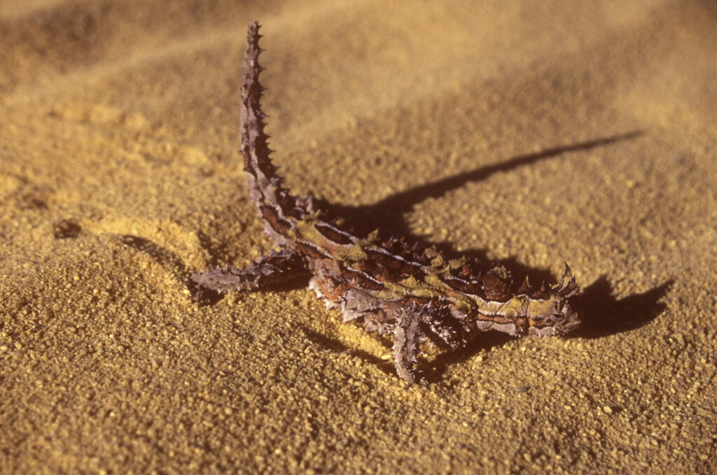 AUSTRALIA, Western Australia, Kalbarri National Park. A thorny devil lizard basking in the early morning sun (Moloch horridus)