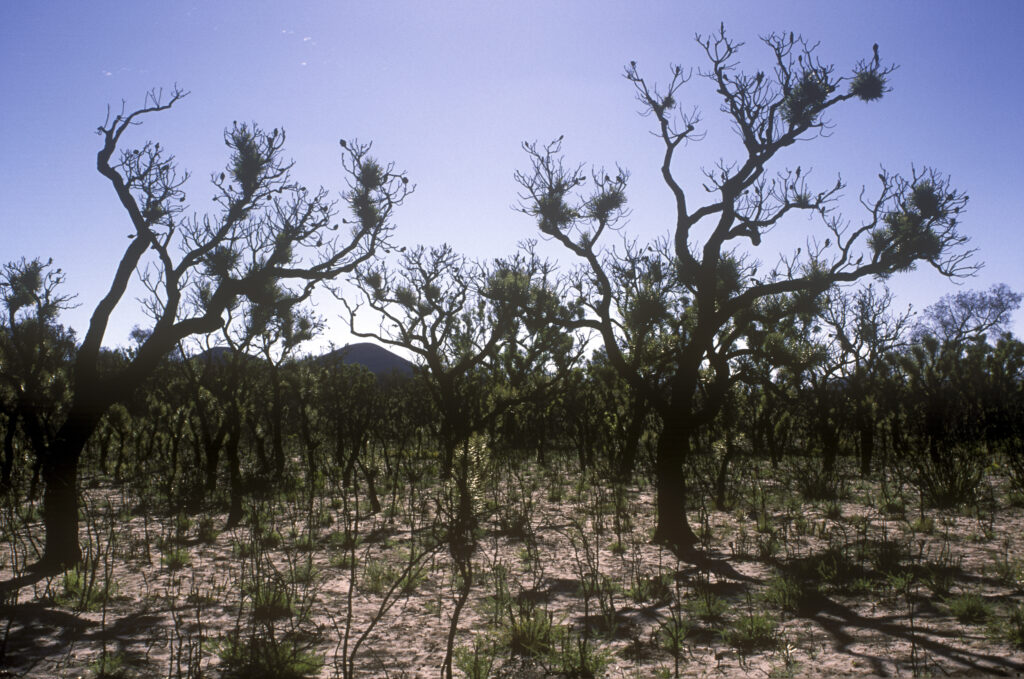 AUSTRALIA, Western Australia, Stirling Range National Park. Native bush trees in an area damaged by a bush fire