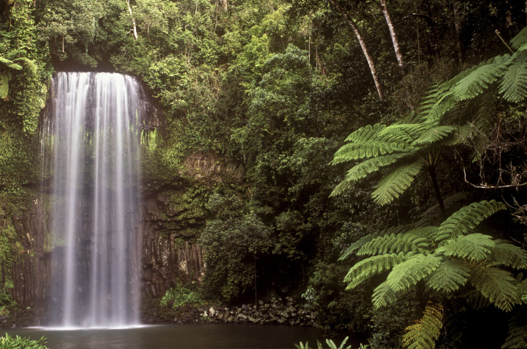 AUSTRALIA, Queensland, Millaa Millaa Falls. The famous waterfall and world heritage rainforest.