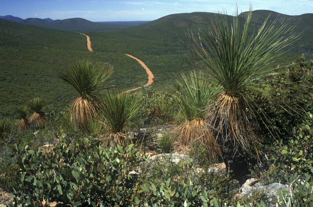 AUSTRALIA, Western Australia, Stirling Range National Park. A dirt road winds through the barren landscape of the park