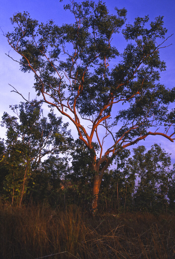 AUSTRALIA, Northern Territory, Katherine Gorge National Park. The last rays of the evening sun illuminate a native gum tree