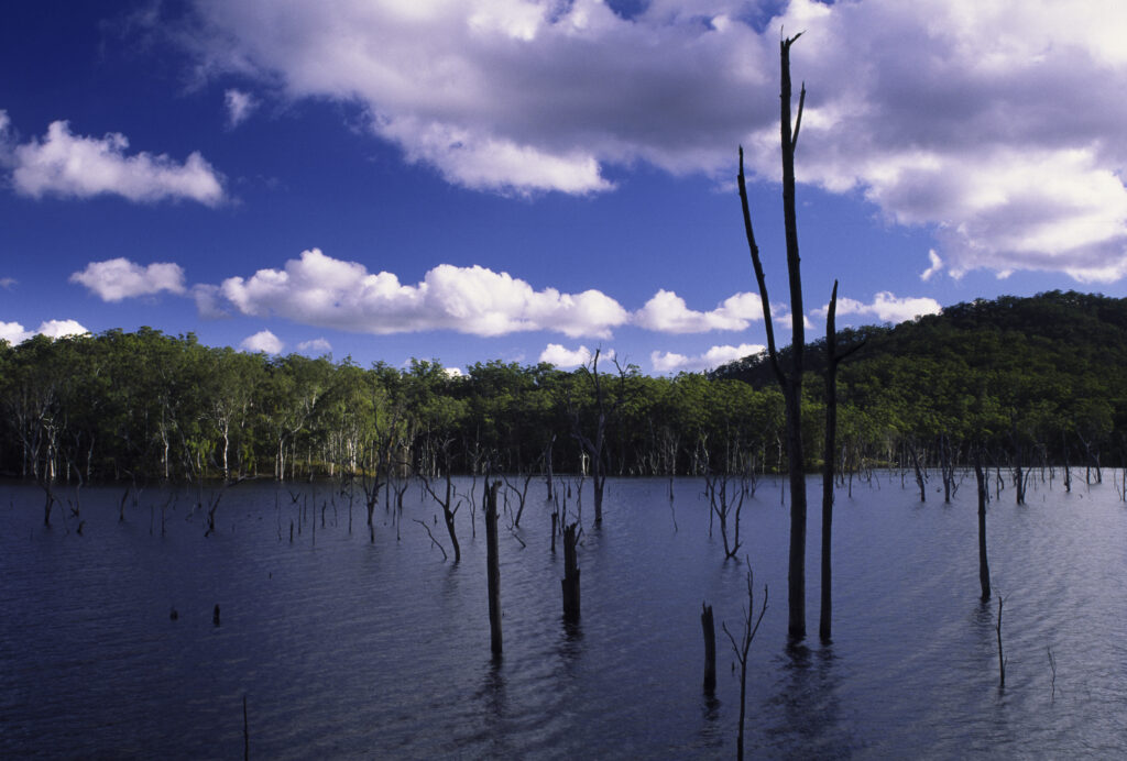 AUSTRALIA, Queensland, Lake Tinaroo. The flood engulfed forest once surrounding the lake