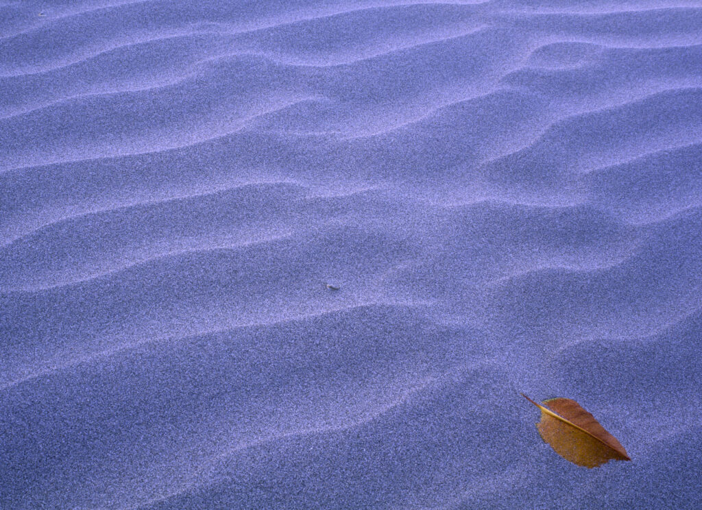 AUSTRALIA, Queensland, Hinchinbrook Island National Park. The ripples of sand with a solitary leaf