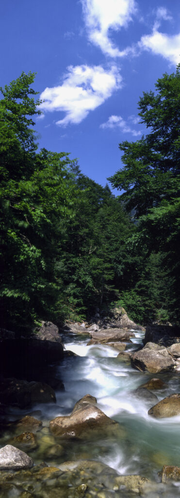FRANCE, Midi Pyrenees, Pyrenees National Park. A fast flowing river running through the forests of the National Park