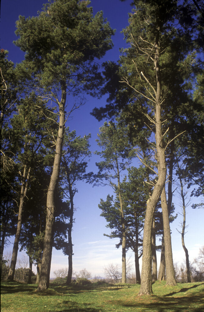 ITALY, Rome, Parco Naturale Del Complesso Lacuale Di Bracciano E Martignano. The peaceful forests of this park only a short distance from Rome.