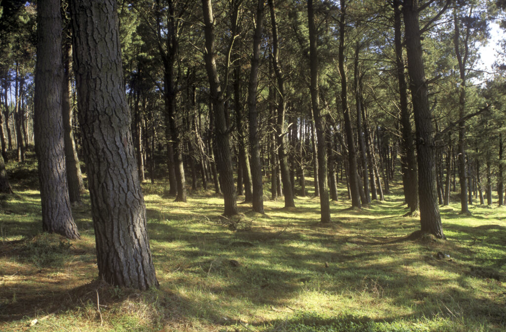 ITALY, Rome, Parco Naturale Del Complesso Lacuale Di Bracciano E Martignano. The peaceful forests of this park only a short distance from Rome.