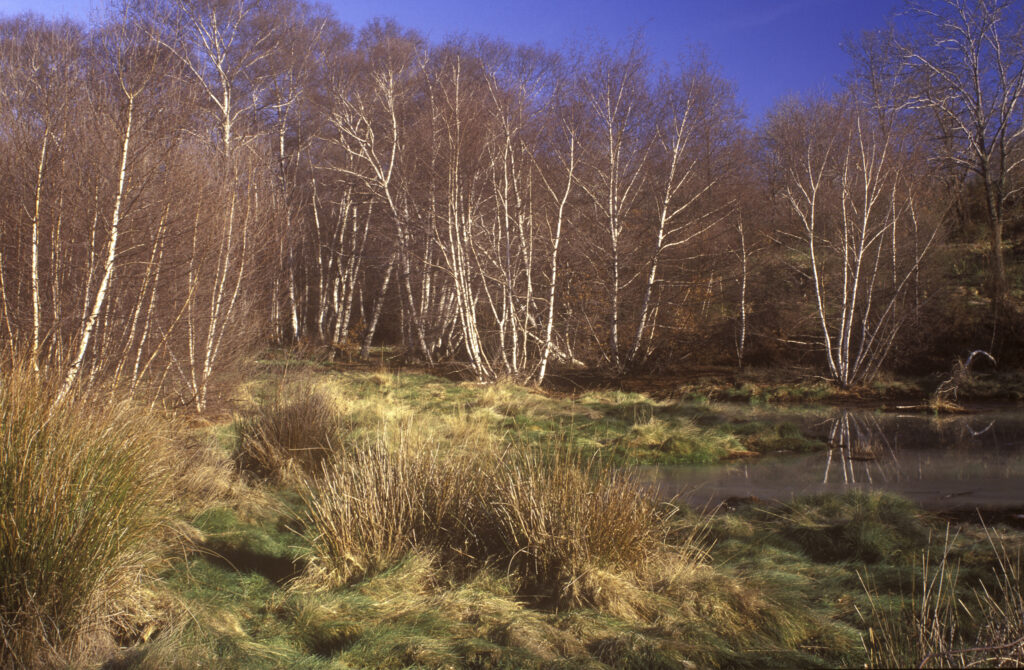 ITALY, Rome, Monumento Naturale Caldara Di Manziana. The fringing trees and plants of this area of thermal activity near Rome.