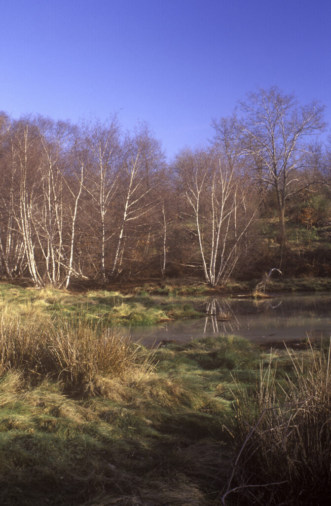 ITALY, Rome, Monumento Naturale Caldara Di Manziana. The fringing trees and plants of this area of thermal activity near Rome.