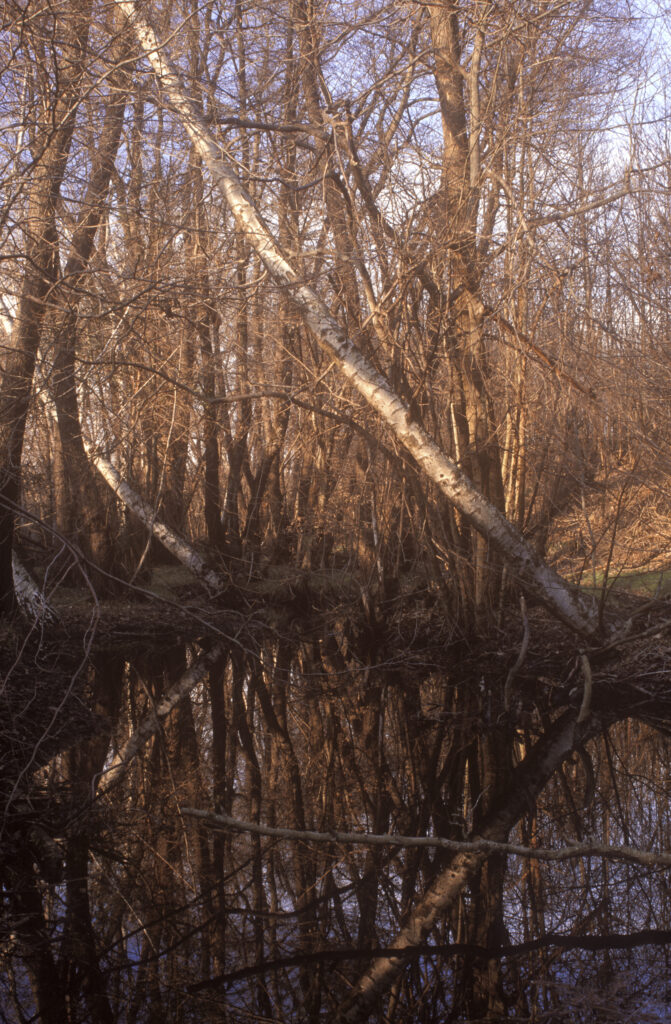 ITALY, Rome, Monumento Naturale Caldara Di Manziana. Mirror like reflections of the woodland surrounding the thermal area