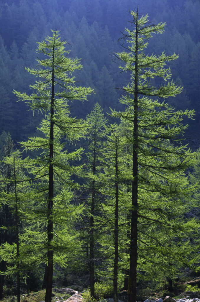 Italy, Valle d'Aosta, Gran Paradiso National Park. Early morning light illuminates the woodland to be found in the western Alps in the Valnontey valley.