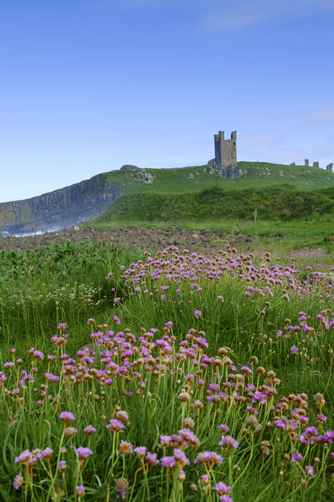 England, Northumberland, Embleton. Sea Thrift flowering above Embleton Bay with Dunstanburgh Castle in the distance.