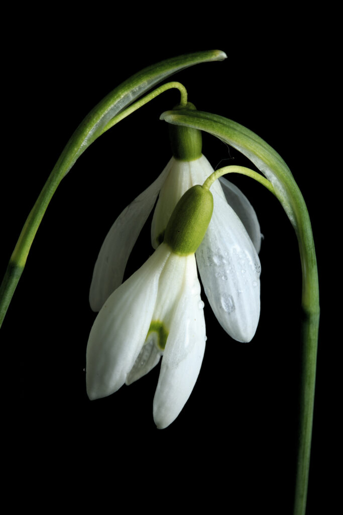 England, Northumberland, Snowdrop Flower. Common Snowdrop (Galanthus nivalis) growing near the Northumberland village of Seaton Delaval.