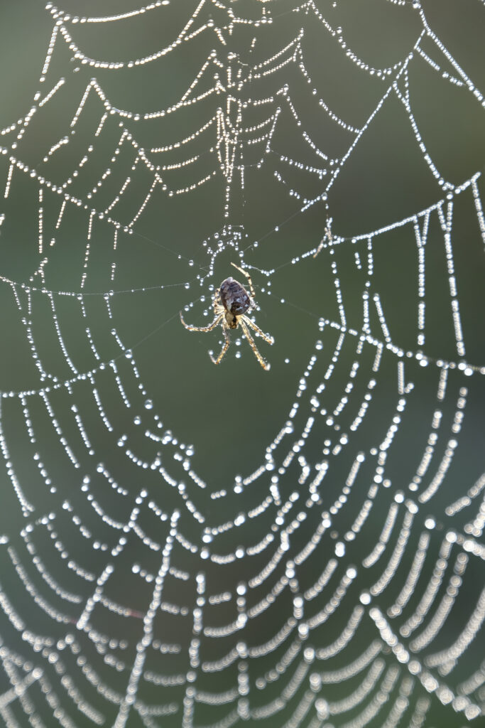 England, Northumberland, Bellingham. Spider and spiders web covered in water droplets from fog and mist.