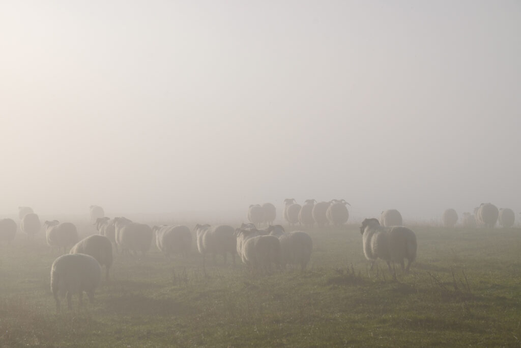 England, Northumberland, Bellingham. Sheep grazing in a farm field in rural Northumberland on a foggy morning.