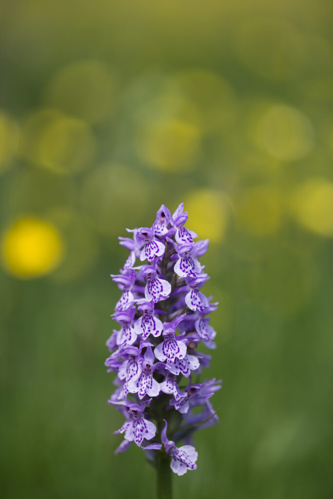 England, Northumberland, Common Spotted Orchid. Common Spotted Orchid (Dactylorhiza fuchsii) growing in the East Cramlington Wildlife Trust Reserve near Seaton Delaval.
