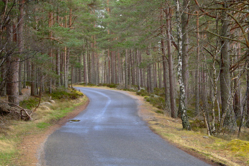 Scotland, Scottish Highlands, Cairngorms National Park. Road running through native Scots pines of the ancient Caledonian Forest near Loch Garten.