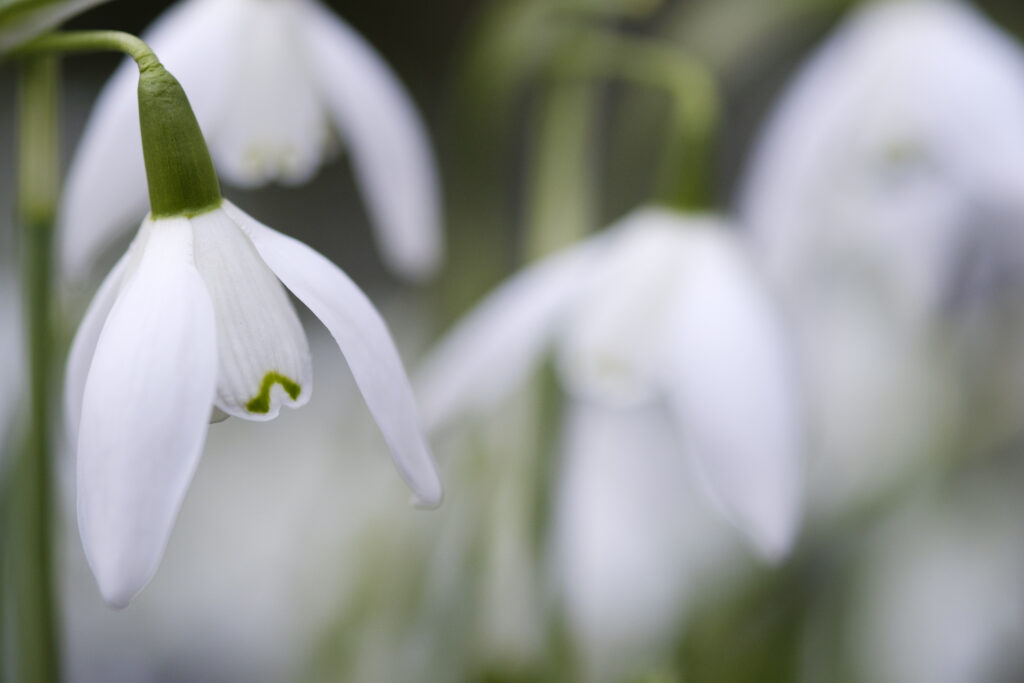 Scotland, Edinburgh, Royal Botanic Garden Edinburgh. Galanthus 'Lady Beatrix Stanley', part of the Scottish Snowdrop Festival at the Royal Botanic Garden Edinburgh.