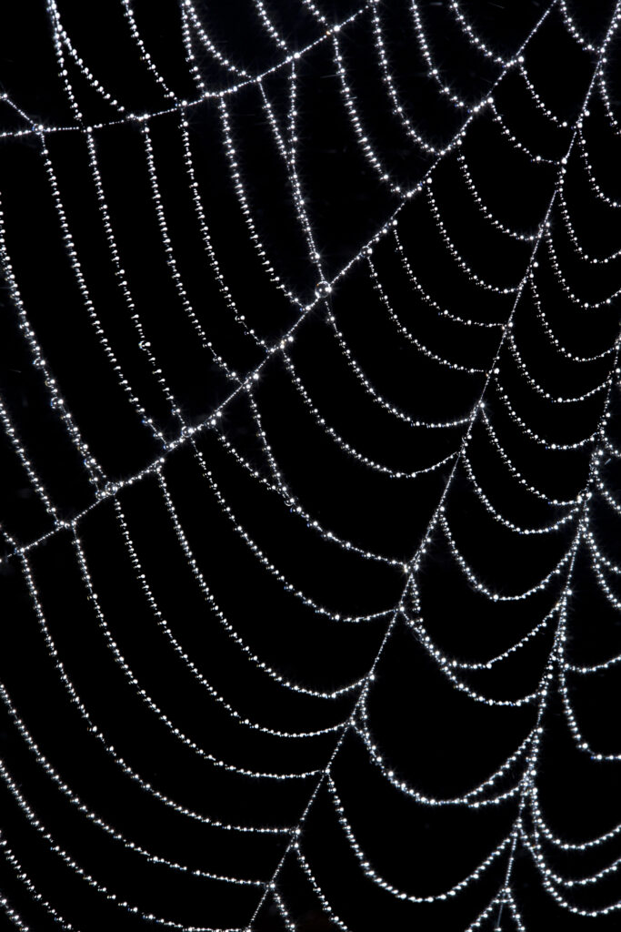 England, Northumberland, Spiders Web. Water doplets from a heavy mist and fog on a spiders web in Northumberland.