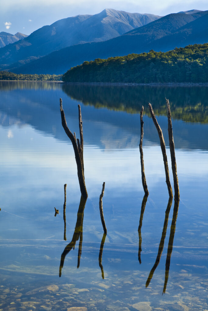New Zealand, Southland, Fiordland National Park. The flooded remnants of trees pierce the tranquil waters of Lake Monowai.