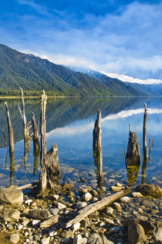 New Zealand, Southland, Fiordland National Park. The flooded remnants of trees pierce the tranquil waters of Lake Monowai.