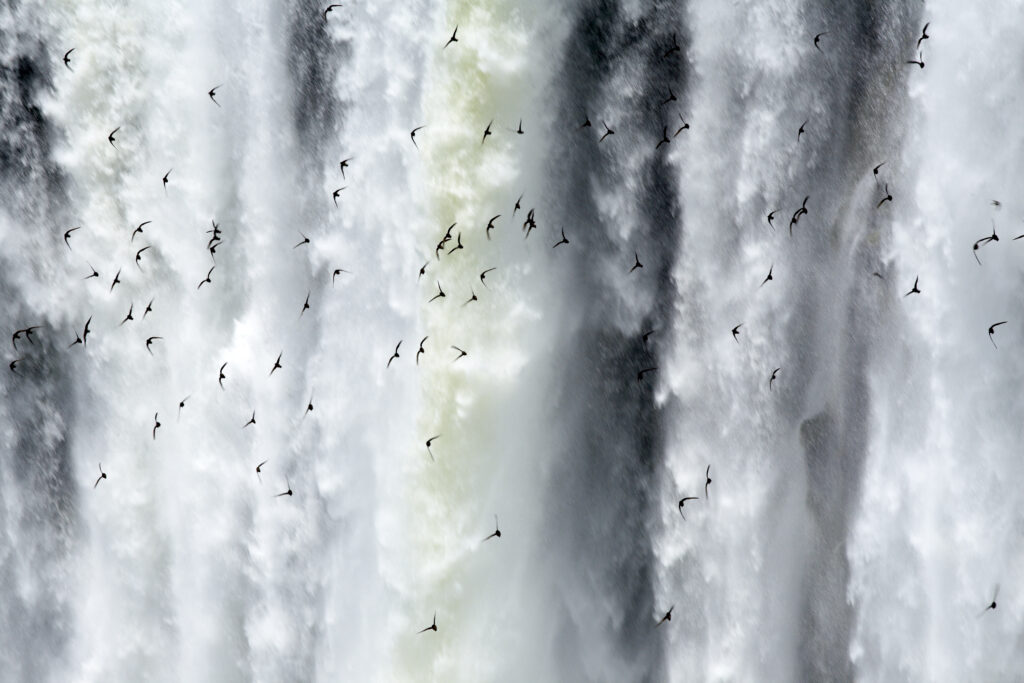 Argentina, Misiones, Iguazu National Park. Birds fly in flocks in front of the impressive Iguazu waterfalls - A world heritage site.