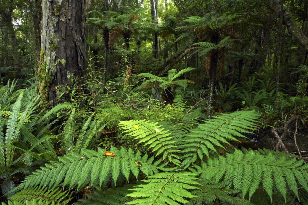 New Zealand, Southland, The Catlins. Dense native bush on a tramping trail alongside Tahakopa Bay near the town of Papatowai.