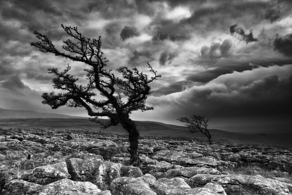 England, North Yorkshire, Twisleton Scar. Limestone pavement and Hawthorn Tree at Twisleton Scar in the Yorkshire Dales National Park.