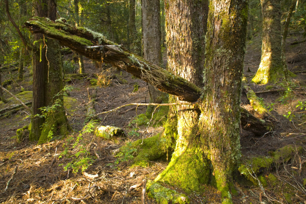 Australia, Tasmania, Cradle Mt - Lake St Clair National Park. Native bush and woodland on the Overland Track.