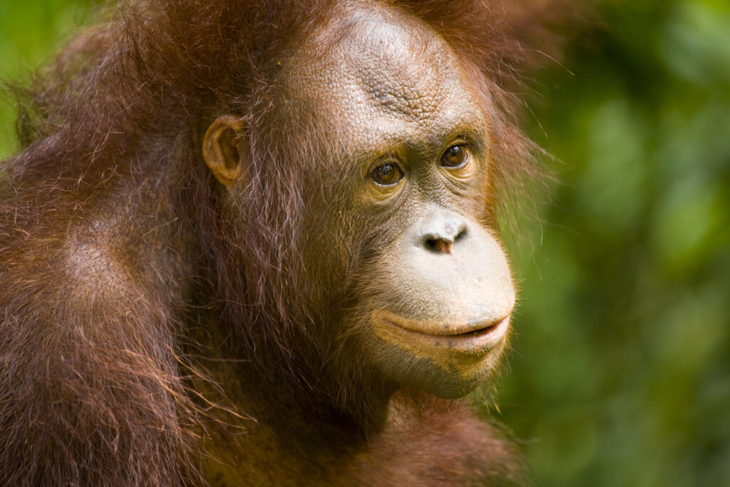 Sabah Malaysia, Borneo, Sepilok. Portrait of an Orang Utan in the Sepilok Orangutan Rehabilitation Centre.