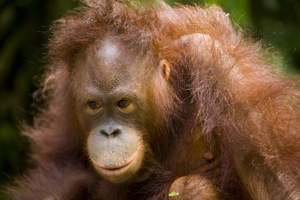 Sabah Malaysia, Borneo, Sepilok. Portrait of an Orang Utan in the Sepilok Orangutan Rehabilitation Centre.