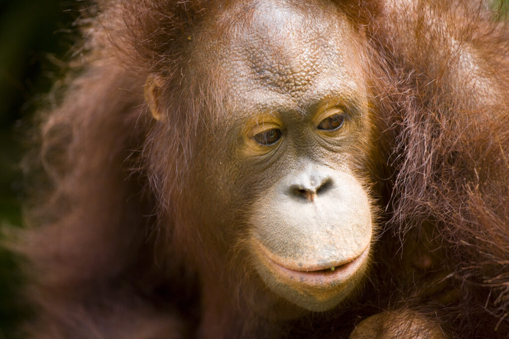 Sabah Malaysia, Borneo, Sepilok. Portrait of an Orang Utan in the Sepilok Orangutan Rehabilitation Centre.