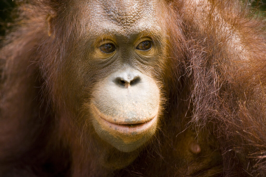 Sabah Malaysia, Borneo, Sepilok. Portrait of an Orang Utan in the Sepilok Orangutan Rehabilitation Centre.
