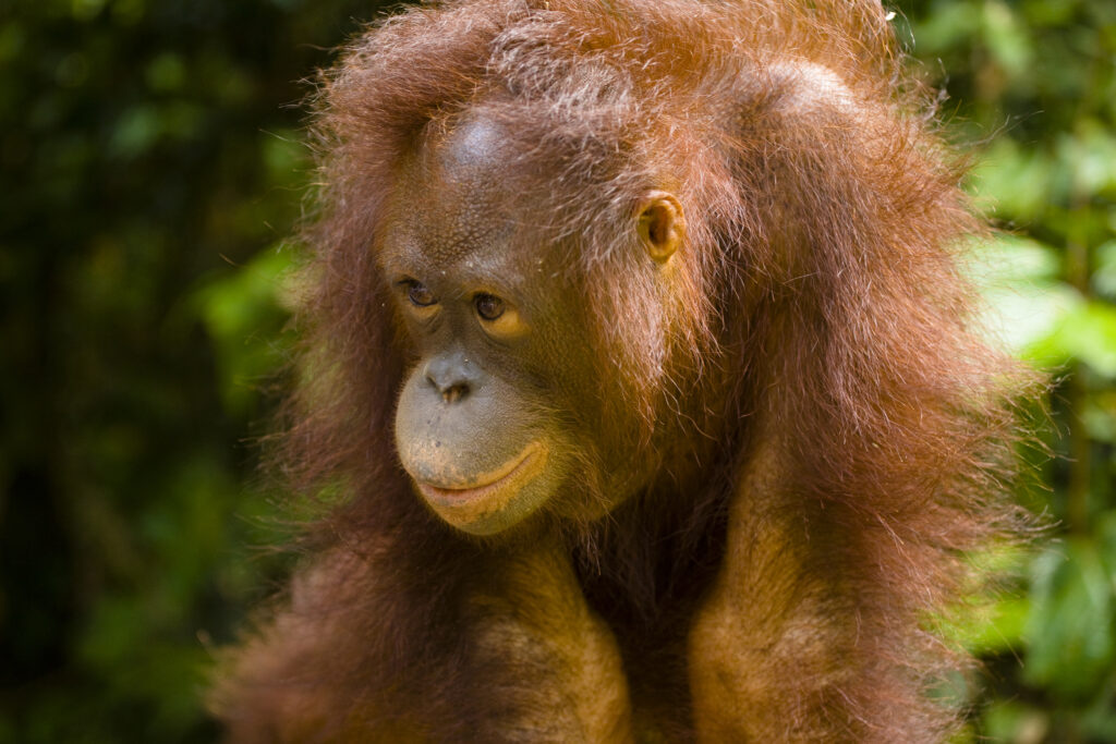 Sabah Malaysia, Borneo, Sepilok. Portrait of an Orang Utan in the Sepilok Orangutan Rehabilitation Centre.