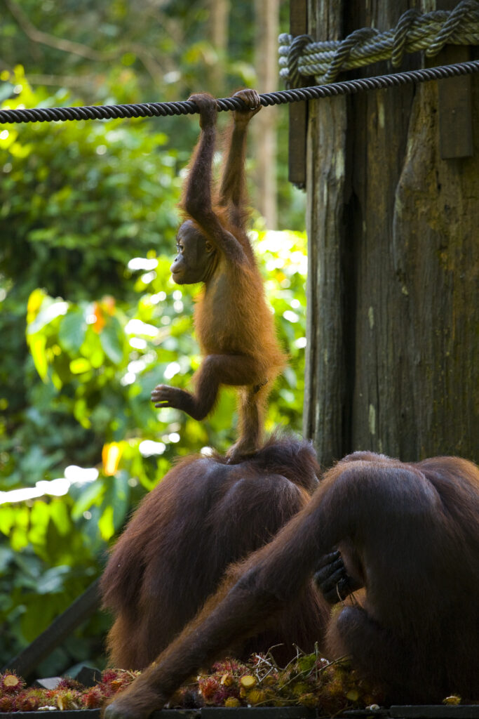 Sabah Malaysia, Borneo, Sepilok. Orang Utans on the feeding platform at the Sepilok Orangutan Rehabilitation Centre.