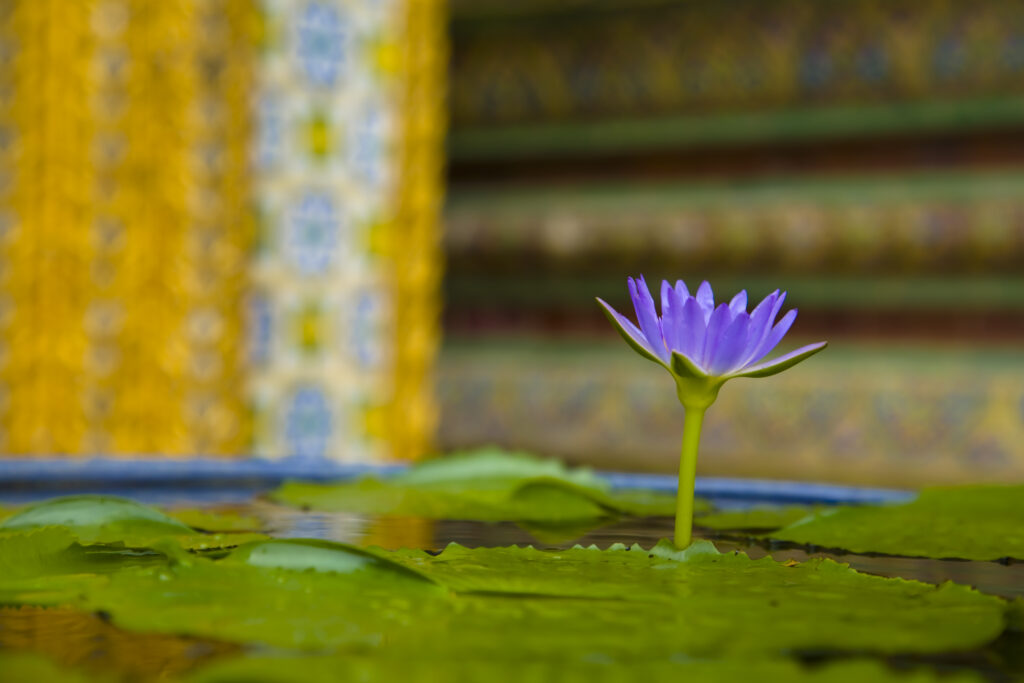 Thailand, Bangkok, The Grand Palace. Water lily in the ornate setting of the golden grand palace.